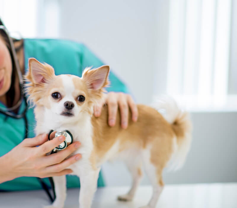 chihuahuas with a veterinary doctor
