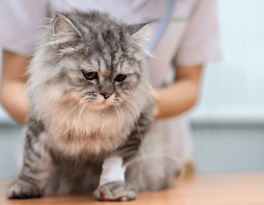 A woman holding a cat with a bandaged paw