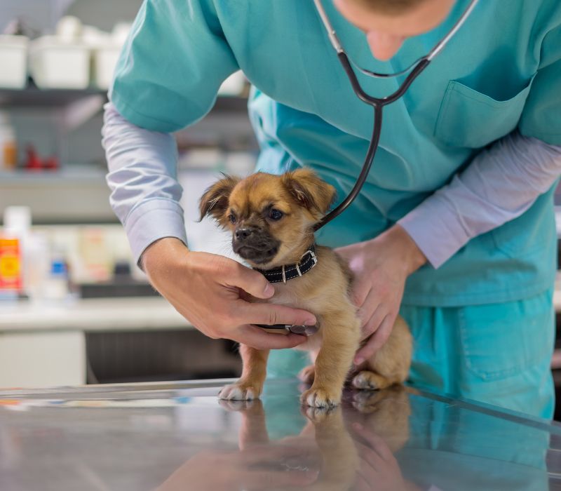 A veterinarian checking brown dog