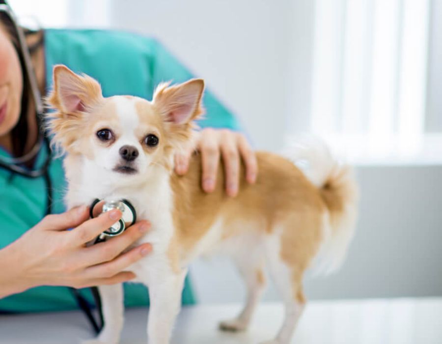 A woman using a stethoscope to examine a dog